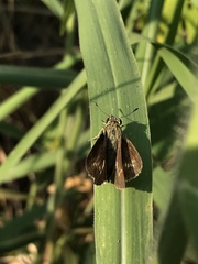 Pelopidas mathias