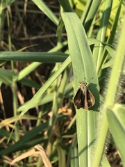 Pelopidas mathias