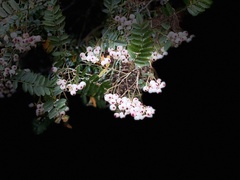 Sorbus cashmiriana