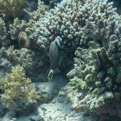 Sufflamen albicaudatum