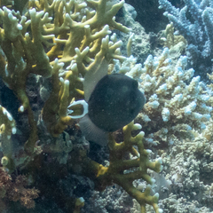 Sufflamen albicaudatum