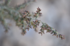 Artemisia caerulescens