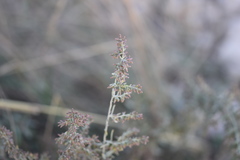 Artemisia caerulescens