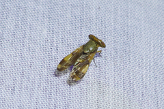 Dasymetopa ochracea