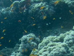 Pycnochromis dimidiatus