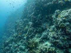 Pycnochromis dimidiatus