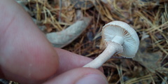 Cystoderma carcharias