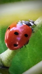 Coccinella septempunctata