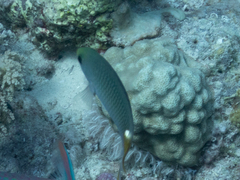 Neopomacentrus miryae