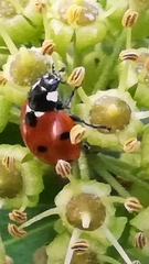 Coccinella septempunctata