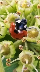 Coccinella septempunctata