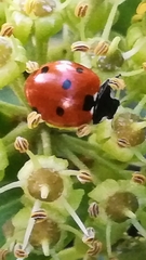 Coccinella septempunctata