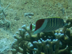 Chaetodon paucifasciatus