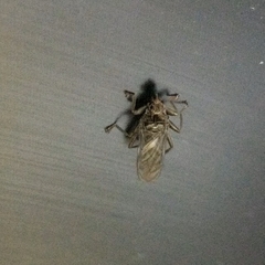 Pseudolynchia canariensis