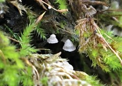 Rimbachia neckerae