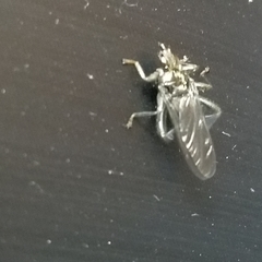 Pseudolynchia canariensis