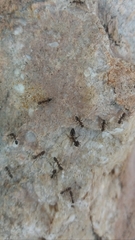 Crematogaster auberti