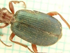 Brachinus crepitans