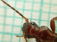 Brachinus crepitans