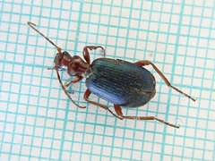Brachinus crepitans