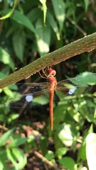 Tholymis tillarga