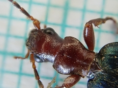 Brachinus crepitans
