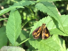 Hesperiinae