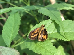 Hesperiinae