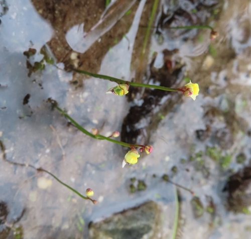 Utricularia bisquamata (Utricularia bisquamata)