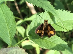 Hesperiinae