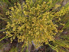 Thesium commutatum