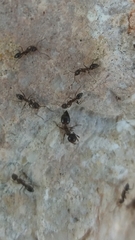 Crematogaster auberti