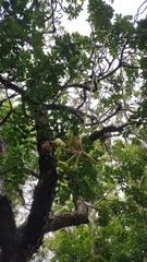 Kigelia africana