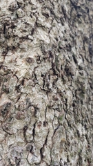 Kigelia africana
