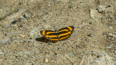 Pantoporia