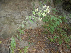 Pentanema squarrosum