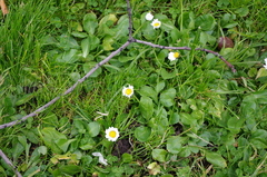 Bellis perennis