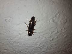 Conoderus semimarginatus