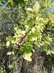 Phyllanthus chacoensis