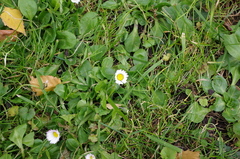 Bellis perennis