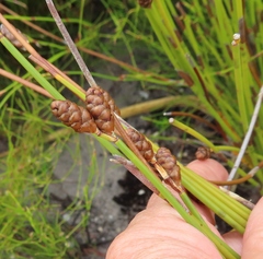 Nevillea obtusissima