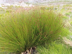Nevillea obtusissima