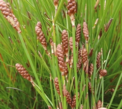 Nevillea obtusissima