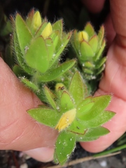 Gnidia humilis