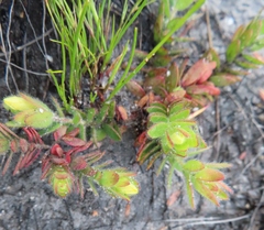 Gnidia humilis