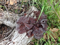 Auricularia auricula-judae