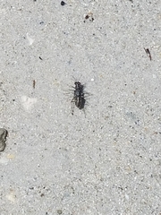 Cicindelina