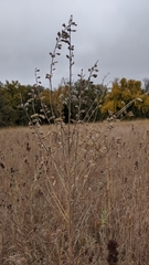Desmodium sessilifolium