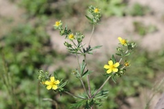 Potentilla argentea