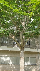 Sterculia apetala